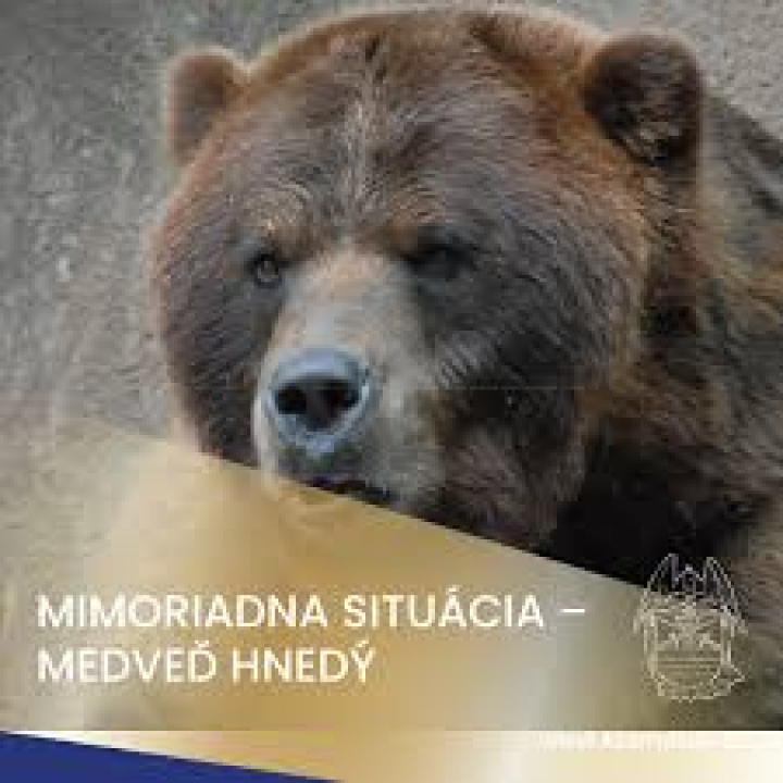 Vyhlásenie mimoriadnej situácie - medveď hnedý